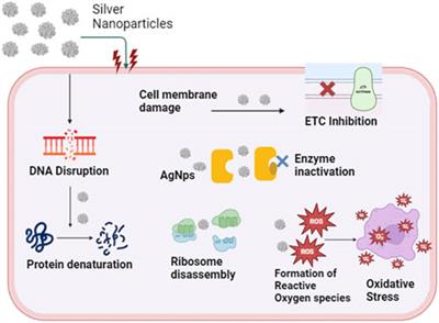 Statistical optimization for greener synthesis of multi-efficient silver nanoparticles from the Hypocrea lixii GGRK4 culture filtrate and their ecofriendly applications